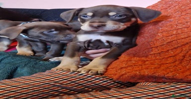 Mixed Breed dogs - Advert 4