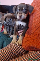 Mixed Breed dogs - Advert 8