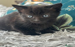 Mixed Breed cats for sale: Wonderful two boys and girl🐈‍⬛🐈🐈‍⬛😍 - Image 4