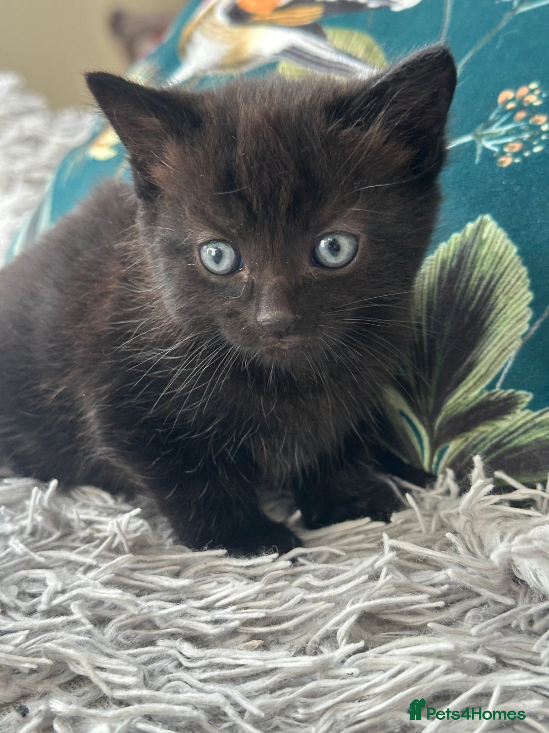 Mixed Breed cats for sale: Wonderful two boys and girl🐈‍⬛🐈🐈‍⬛😍 - Image 4