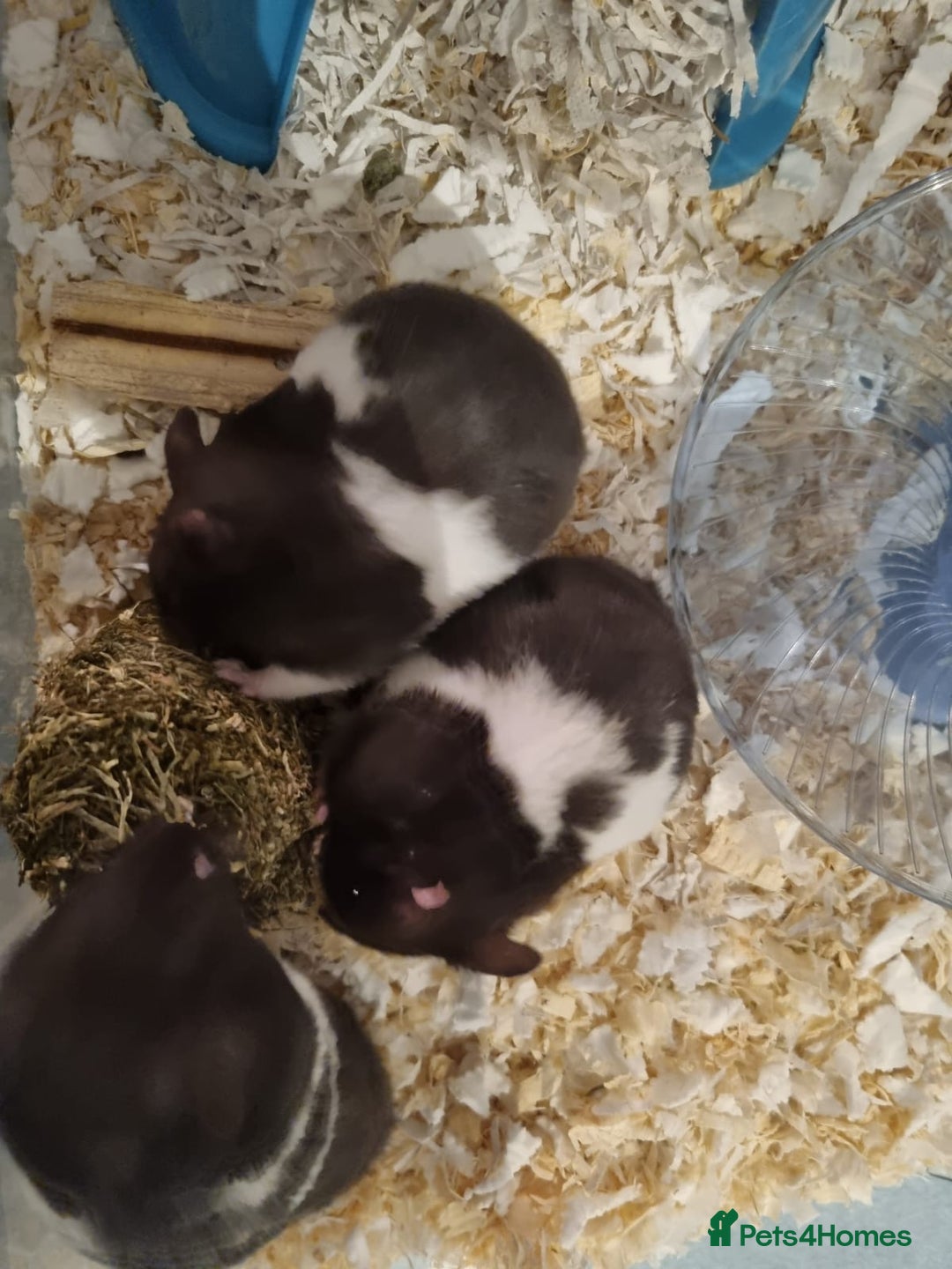 Hamster rodents for sale: Syrian hamsters  - Image 4