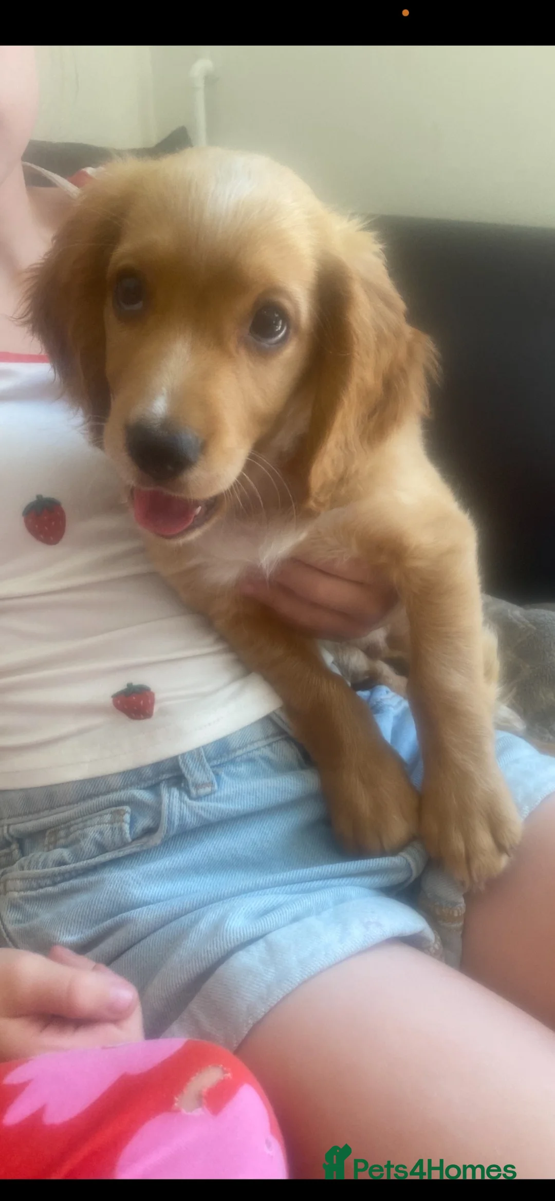 Cocker Spaniel dogs for sale: Show Cocker spaniel Puppy  - Advert 9