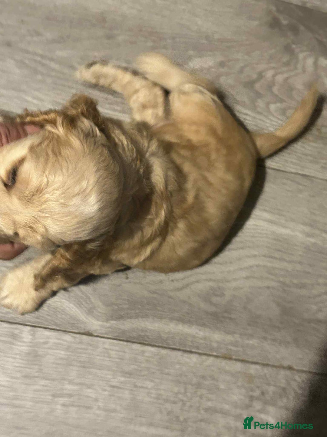 Cockapoo dogs for sale: 5 beautiful cockapoo's - Image 24