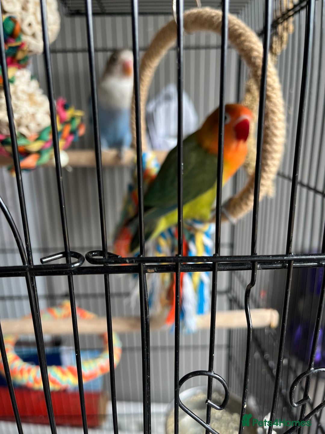 Lovebirds birds for sale: Baby hand reared lovebirds  - Image 2