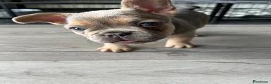 French Bulldog 1