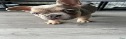 French Bulldog dogs for sale: Stunning female French bulldog puppy  - Advert 9
