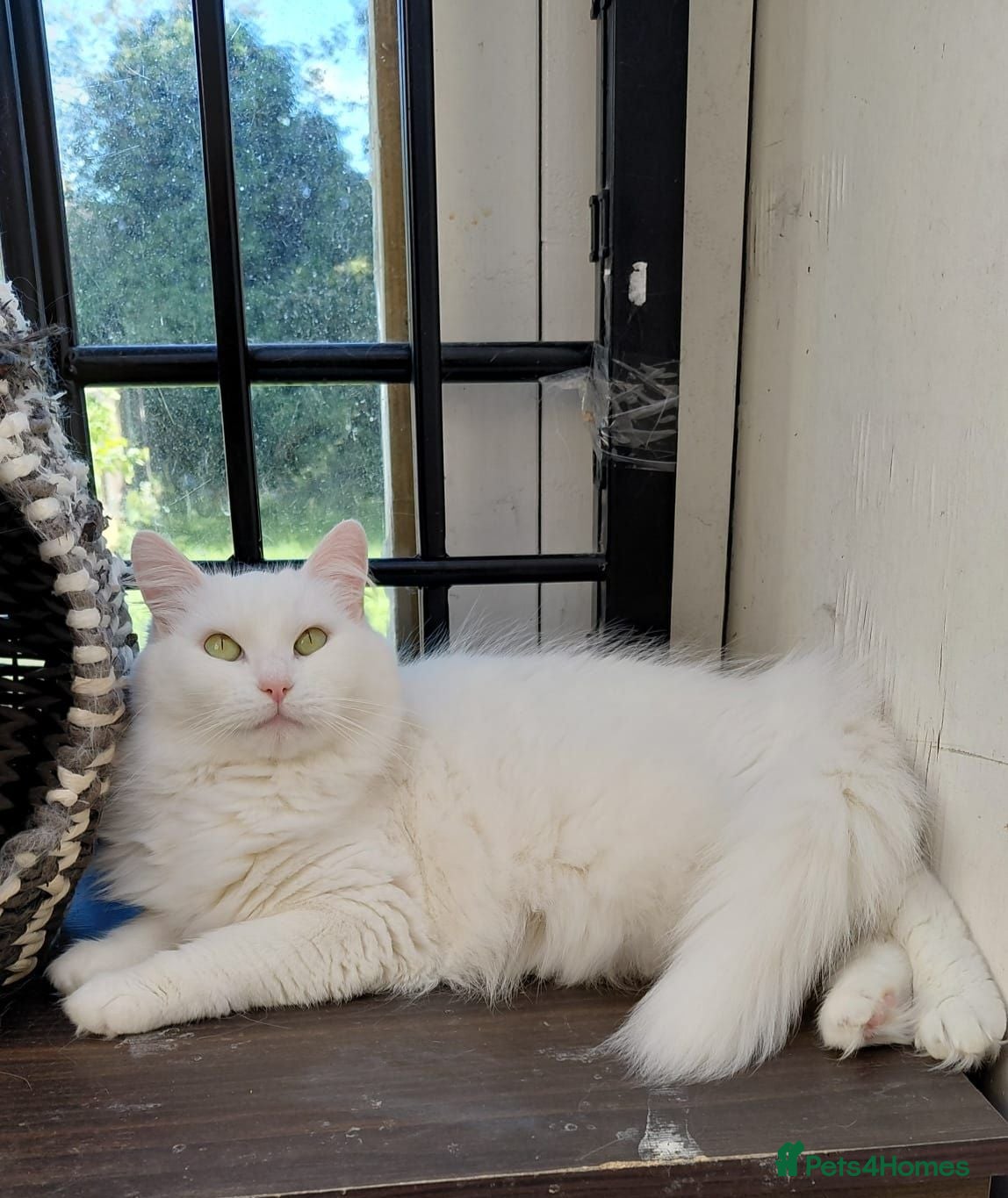 Turkish Angora cats Turkish angora female - Advert 4