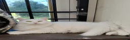 Turkish Angora cats for sale: Turkish angora female in Wembley - Advert 1
