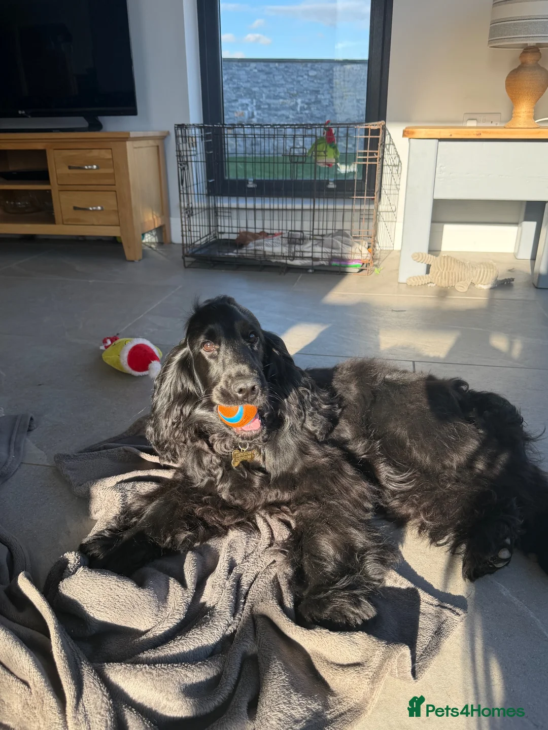 Cocker Spaniel dogs for stud: Cocker spaniel Stud  - Advert 2