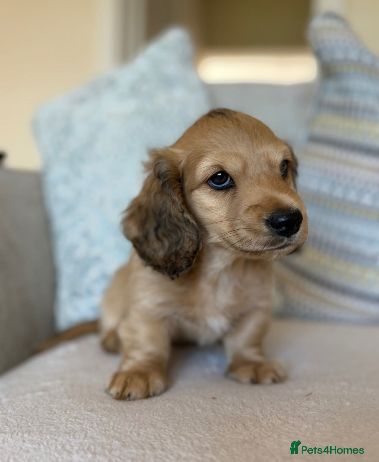Miniature Dachshund dogs 💛Ready now 9 weeks old💛  - Advert 1