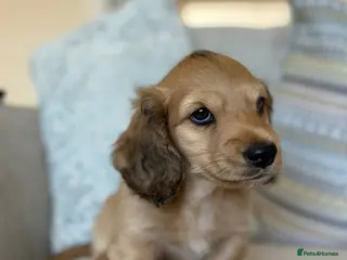 Miniature Dachshund dogs 💛Ready now 9 weeks old💛 - Advert 1