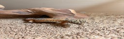 Gecko reptiles for sale: Leopard gecko  - Advert 3