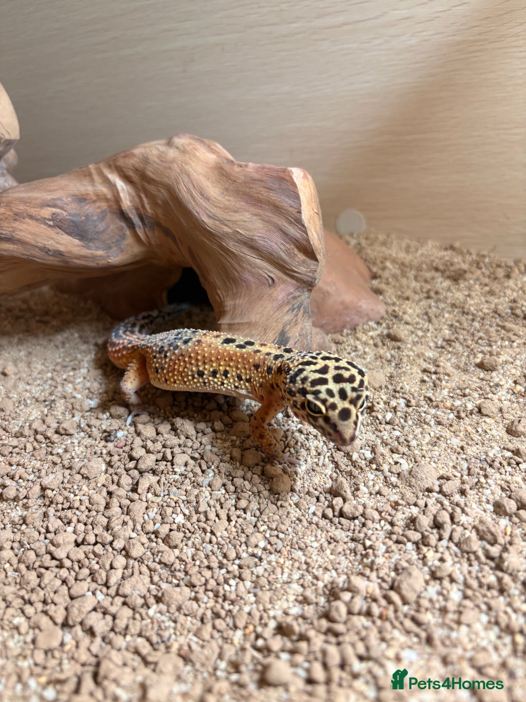 Gecko reptiles for sale: Leopard gecko  - Advert 3