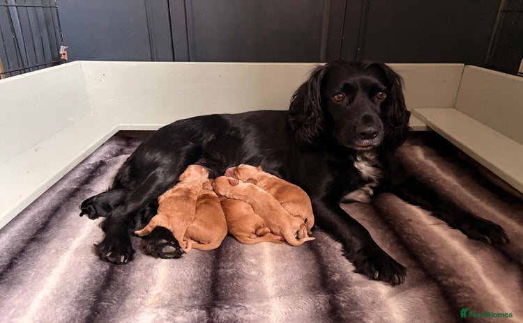 Cocker Spaniel dogs Beautiful KC reg working cocker spaniel puppies - Advert 1