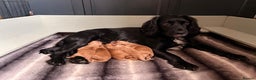 Cocker Spaniel dogs for sale: Beautiful KC reg working cocker spaniel puppies - Advert 1
