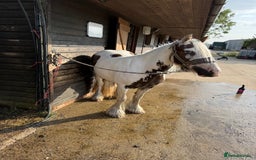 Irish Cob horses for sale: 2 year old filly cob - Image 4