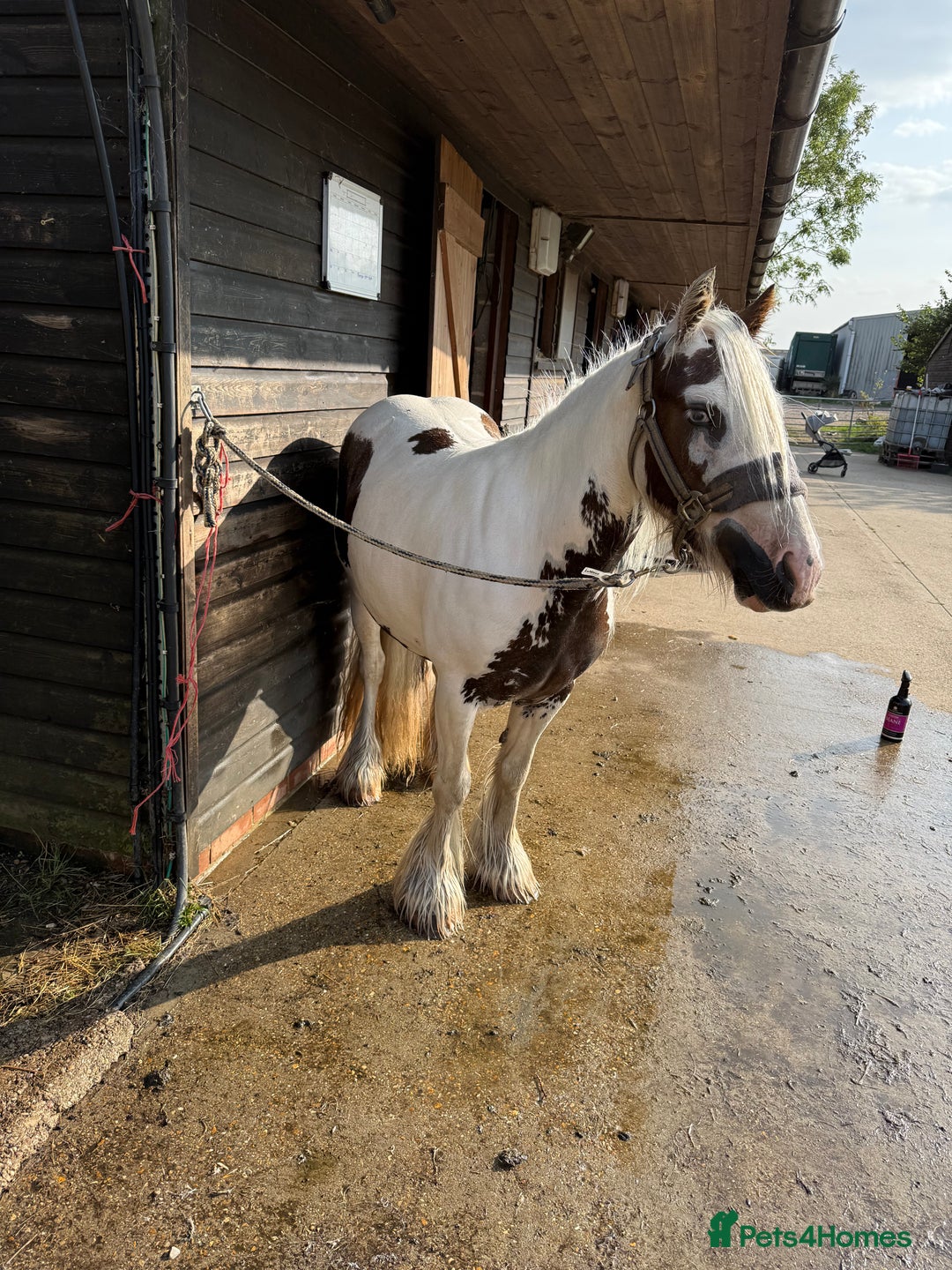 Irish Cob horses for sale: 2 year old filly cob - Image 4