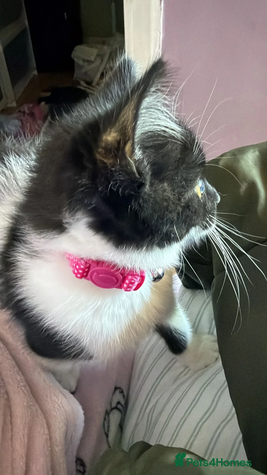 British Shorthair cats for sale: British short hair kitten  - Advert 16