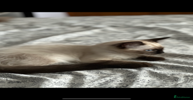 Ragdoll cats - Advert 13