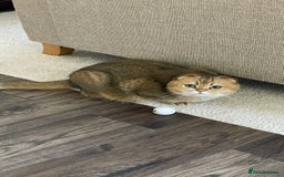 Scottish Fold cats for sale: Scottish fold for adoption. - Image 7