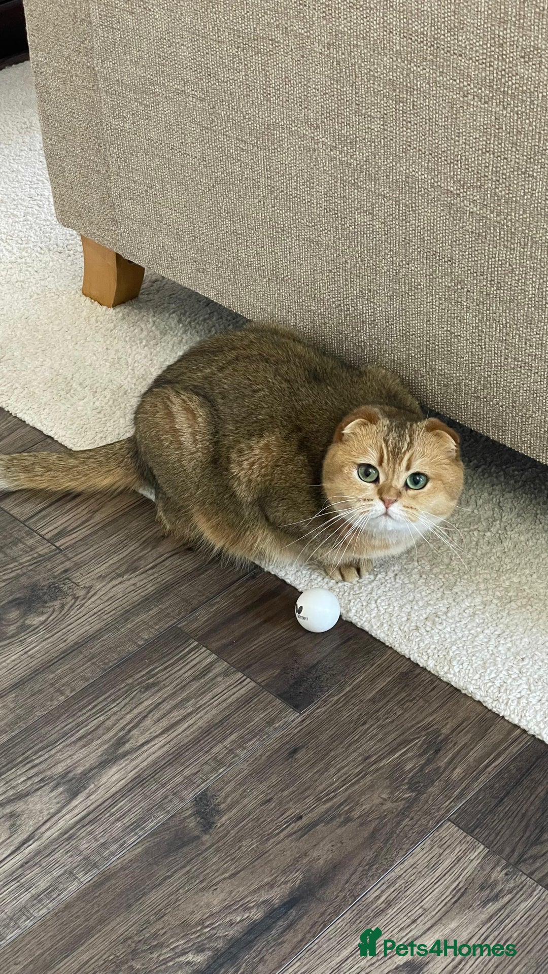 Scottish Fold cats for sale: Scottish fold for adoption. - Image 7