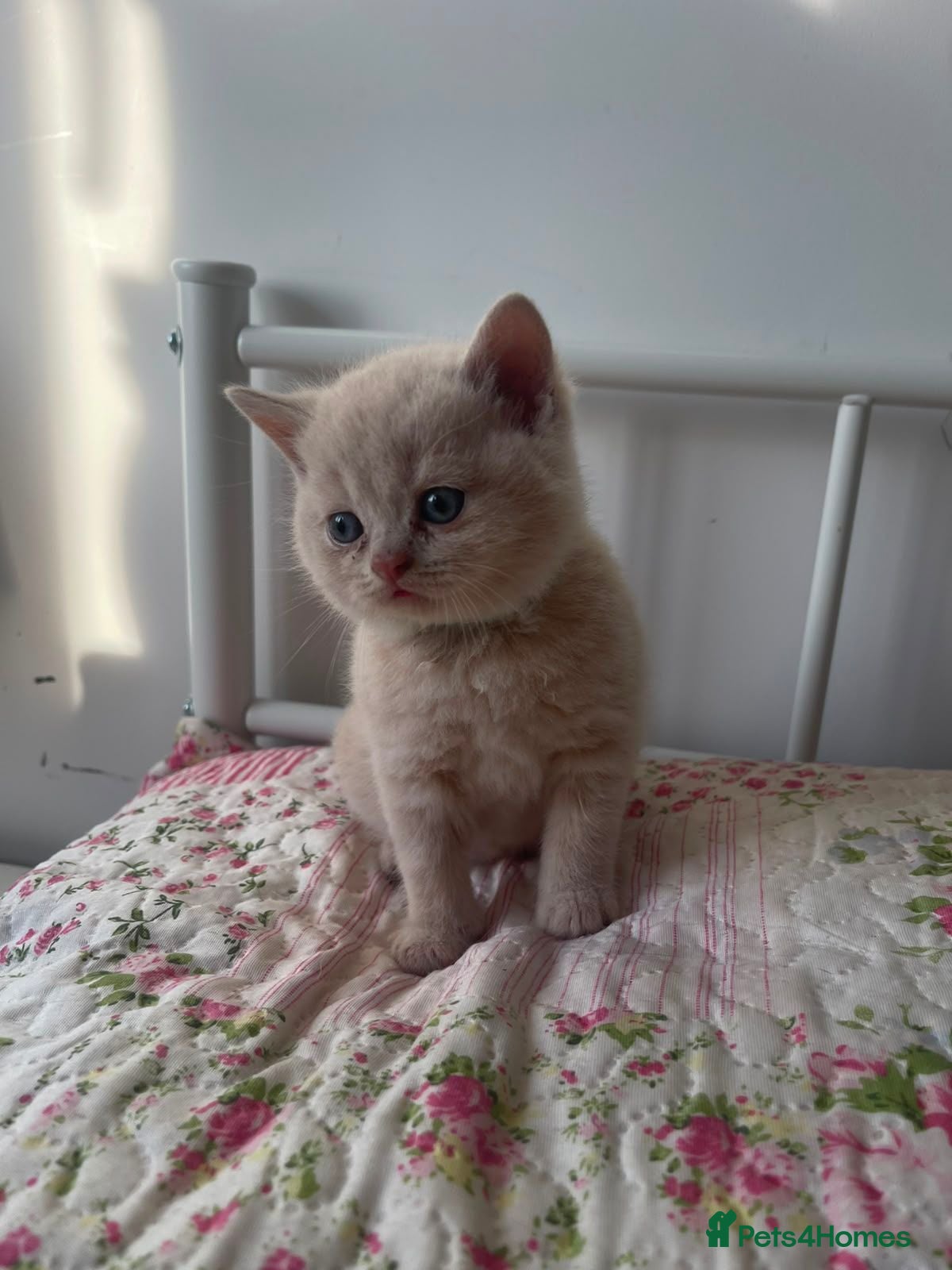 British Shorthair cats 🩷 Outstanding Quality Chunky GCCF Pedigree BSH 💙 - Advert 1
