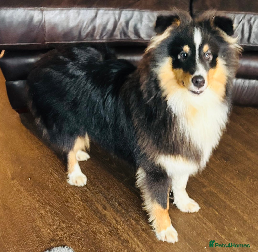 Shetland Sheepdog dogs for sale: Handsome tri Shetland sheepdog boy  - Advert 2