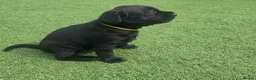 Labrador Retriever dogs for sale: Beautiful labrador Retriever puppie - Advert 25