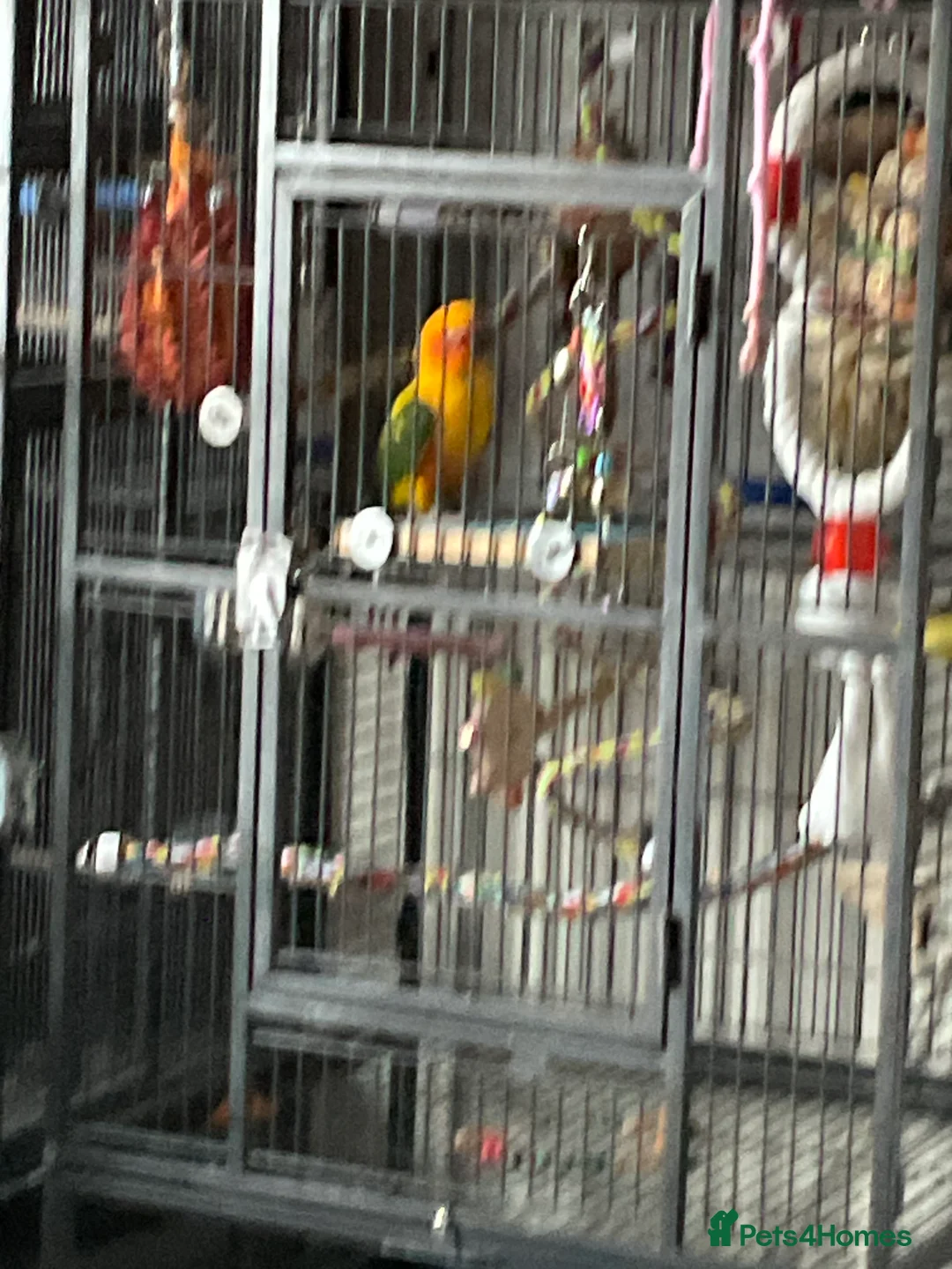 Conures birds for sale: Sun conure - Advert 2