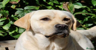Labrador Retriever dogs - Advert 2