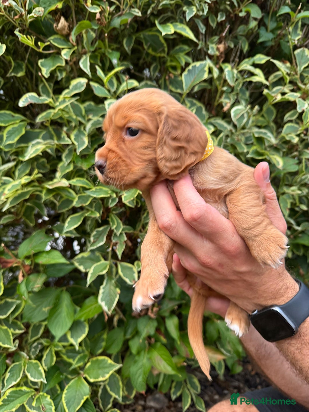 Cocker Spaniel dogs for sale: Health Tested Clear Cocker Spaniel Puppies  - Image 22