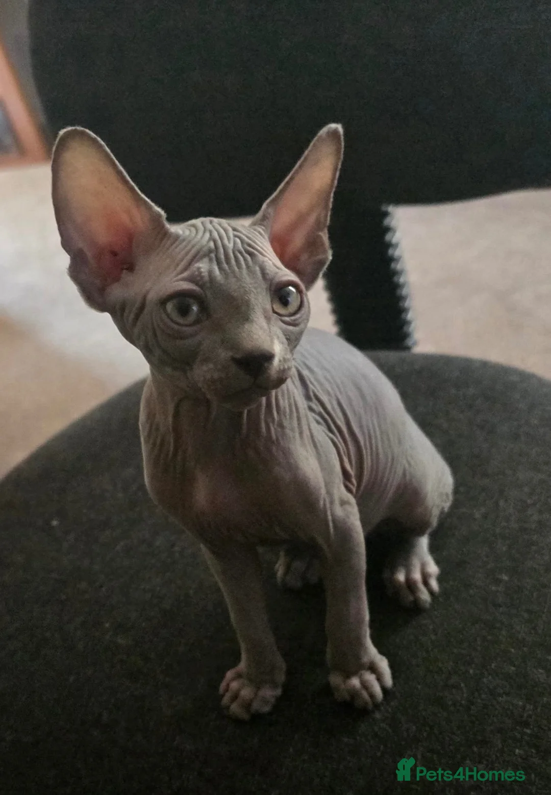 Sphynx cats for sale: Sphynx Boys Looking for Their New Homes 🐾 in Milton Keynes - Advert 10