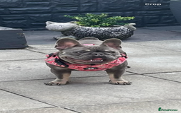 French Bulldog dogs for sale: French bulldog female - Image 3