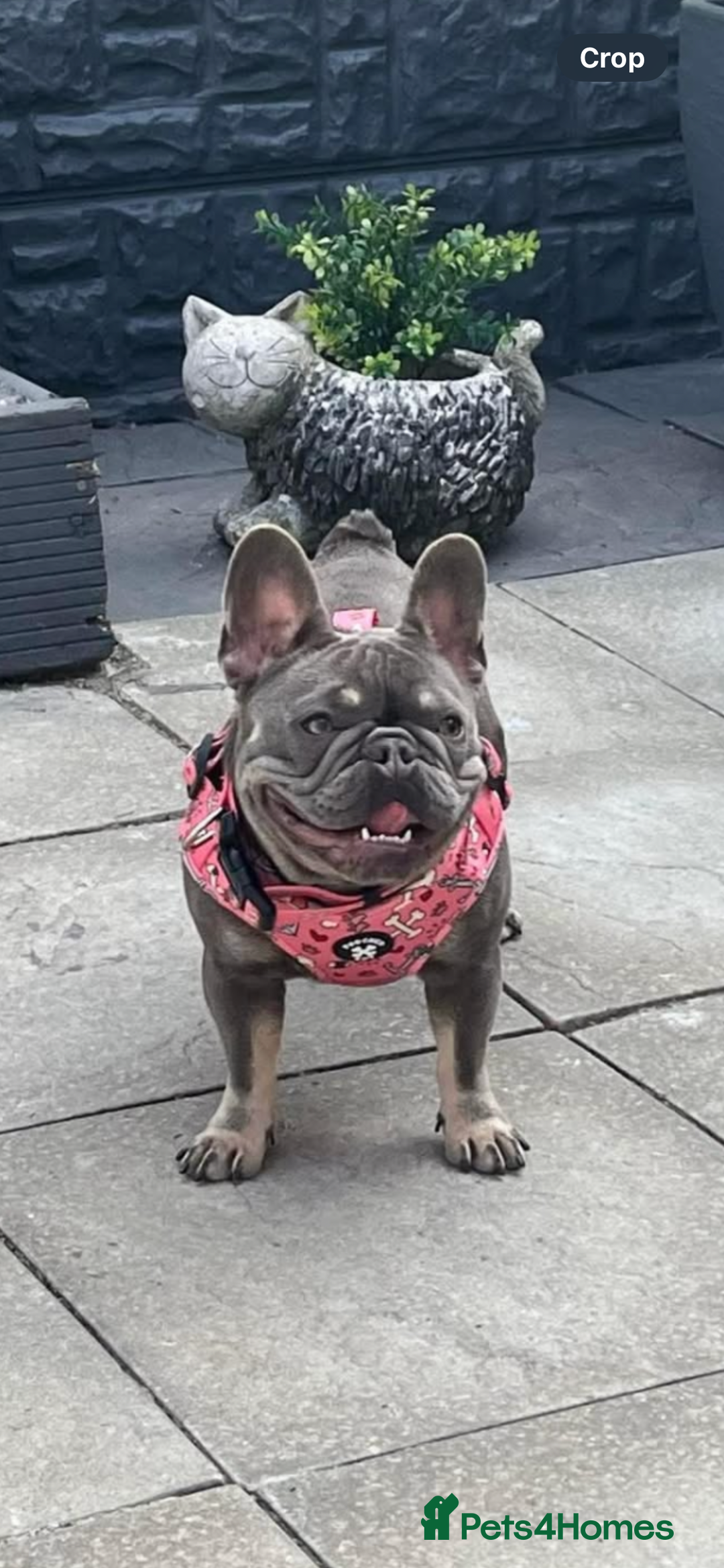 French Bulldog dogs for sale: French bulldog female - Image 3