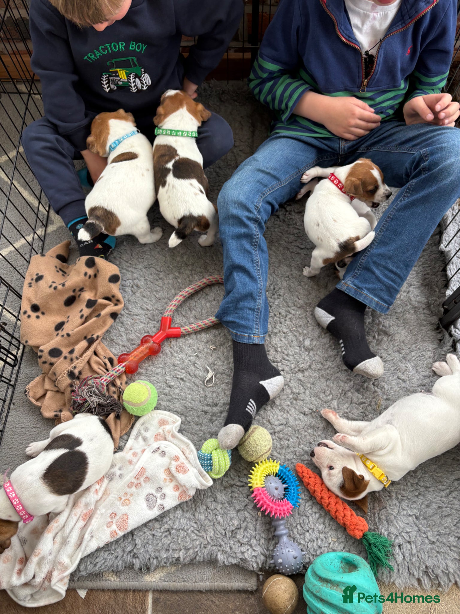 Jack Russell dogs KC Registered Jack Russell Puppies - Advert 1
