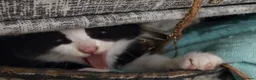 Mixed Breed cats for sale: kittens - Advert 8