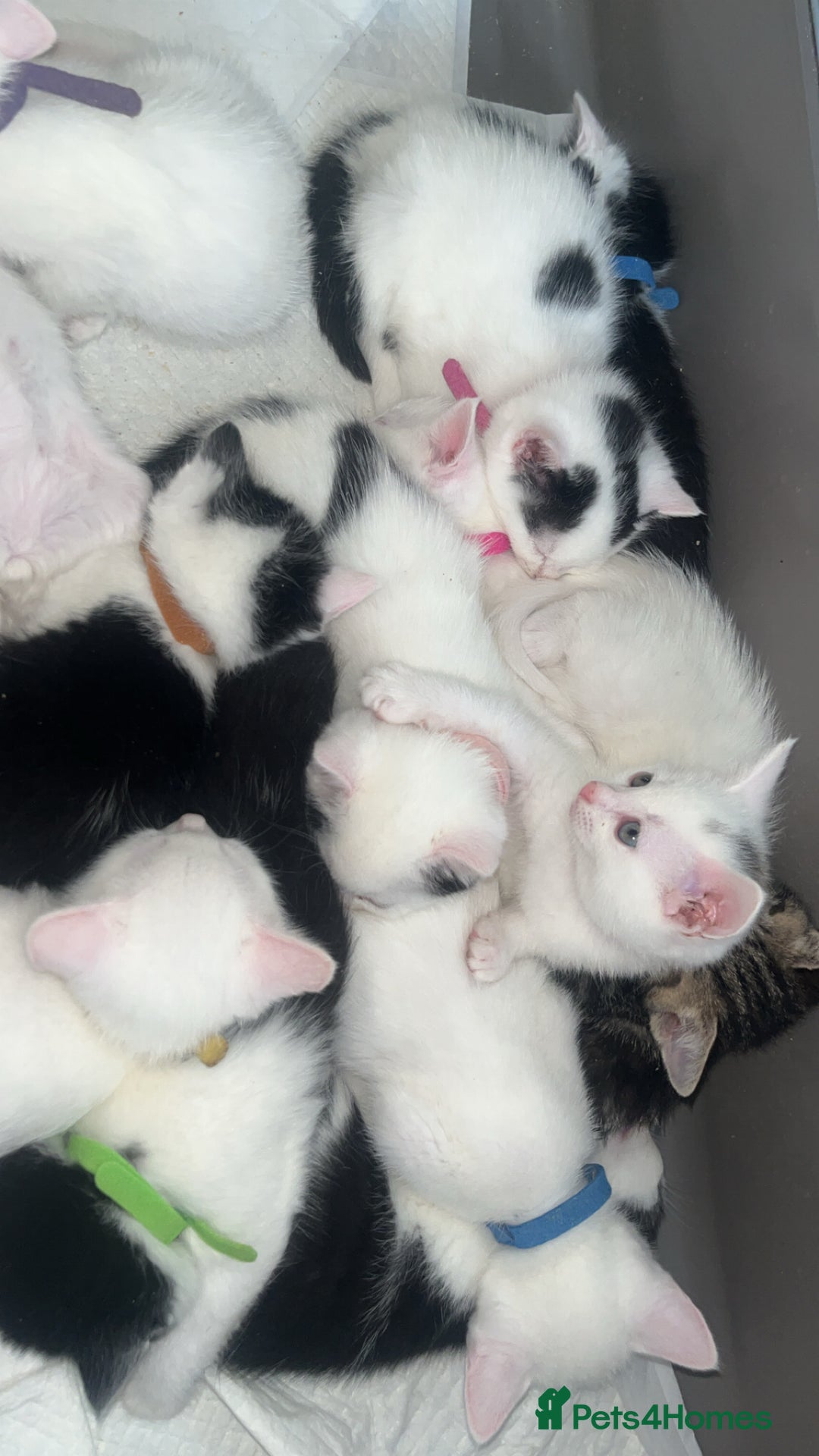 Khao Manee cats for sale: Beautiful Khao Manee Kittens🐈🌼🤍 - Image 1