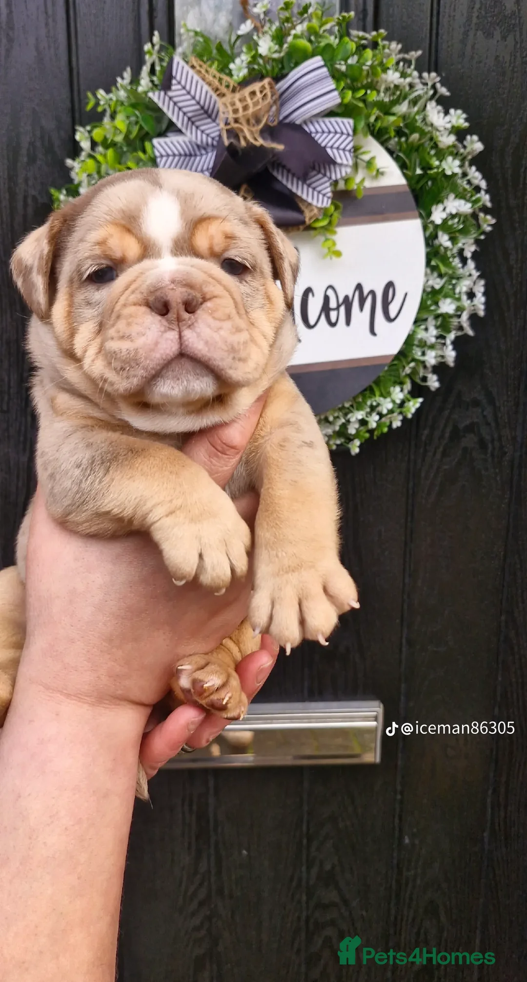 Olde English Bulldogge dogs for sale: Olde English Bulldogs - Advert 7