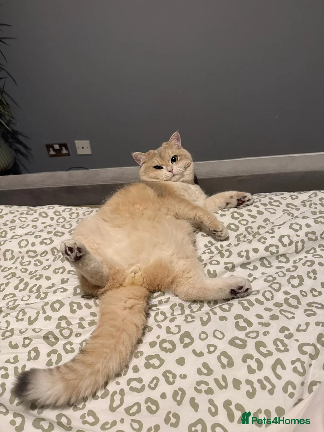 British Shorthair cats for stud: Leo looking for girls  in Edinburgh - Advert 6