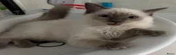 Ragdoll cats for sale: 🩵 Beautiful 13-Week-Old Blue Lynx Ragdoll Boy 🩵 - Advert 2