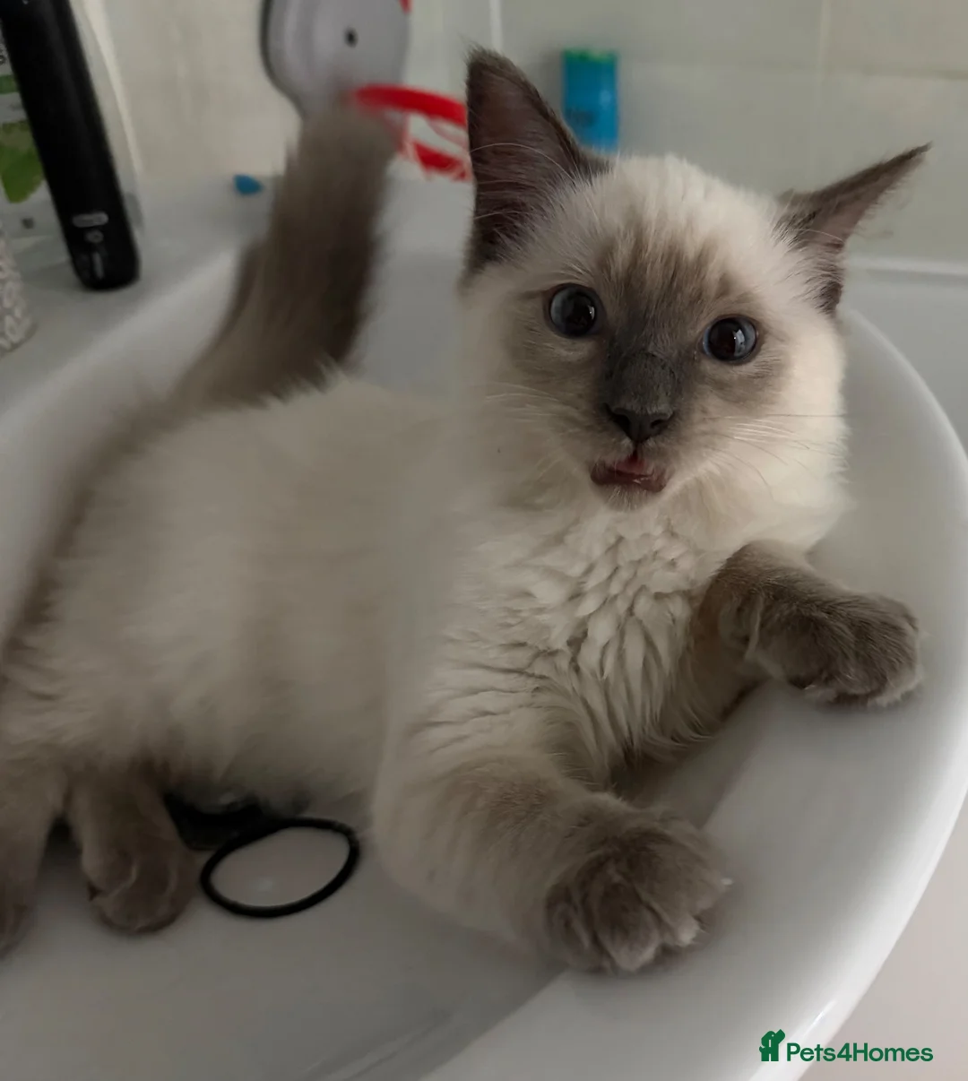 Ragdoll cats for sale: 🩵 Beautiful 13-Week-Old Blue Lynx Ragdoll Boy 🩵 - Advert 2