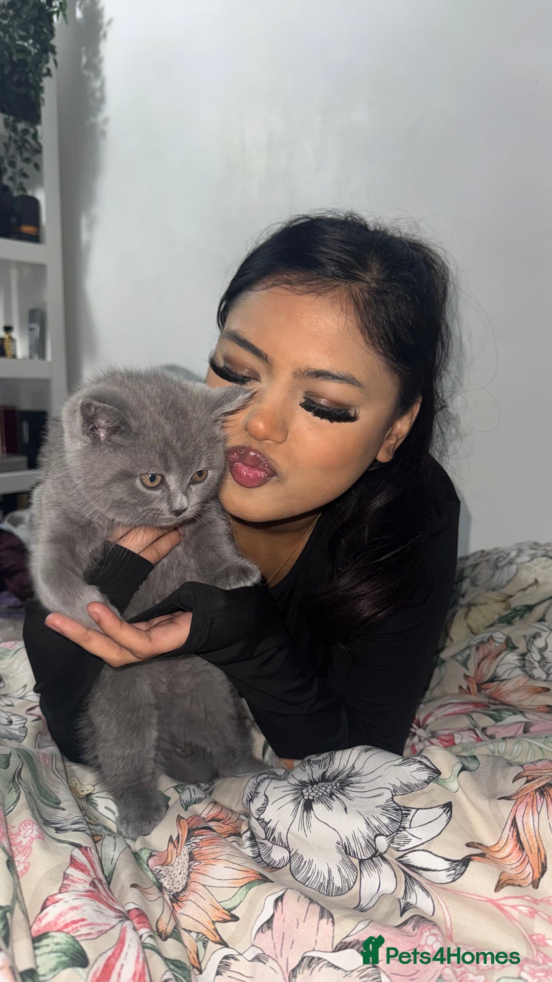 British Shorthair cats for sale: Grey British Shorthair Kitten - Male - Advert 1