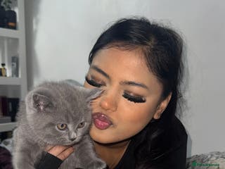 British Shorthair cats Grey British Shorthair Kitten - Male - Advert 5