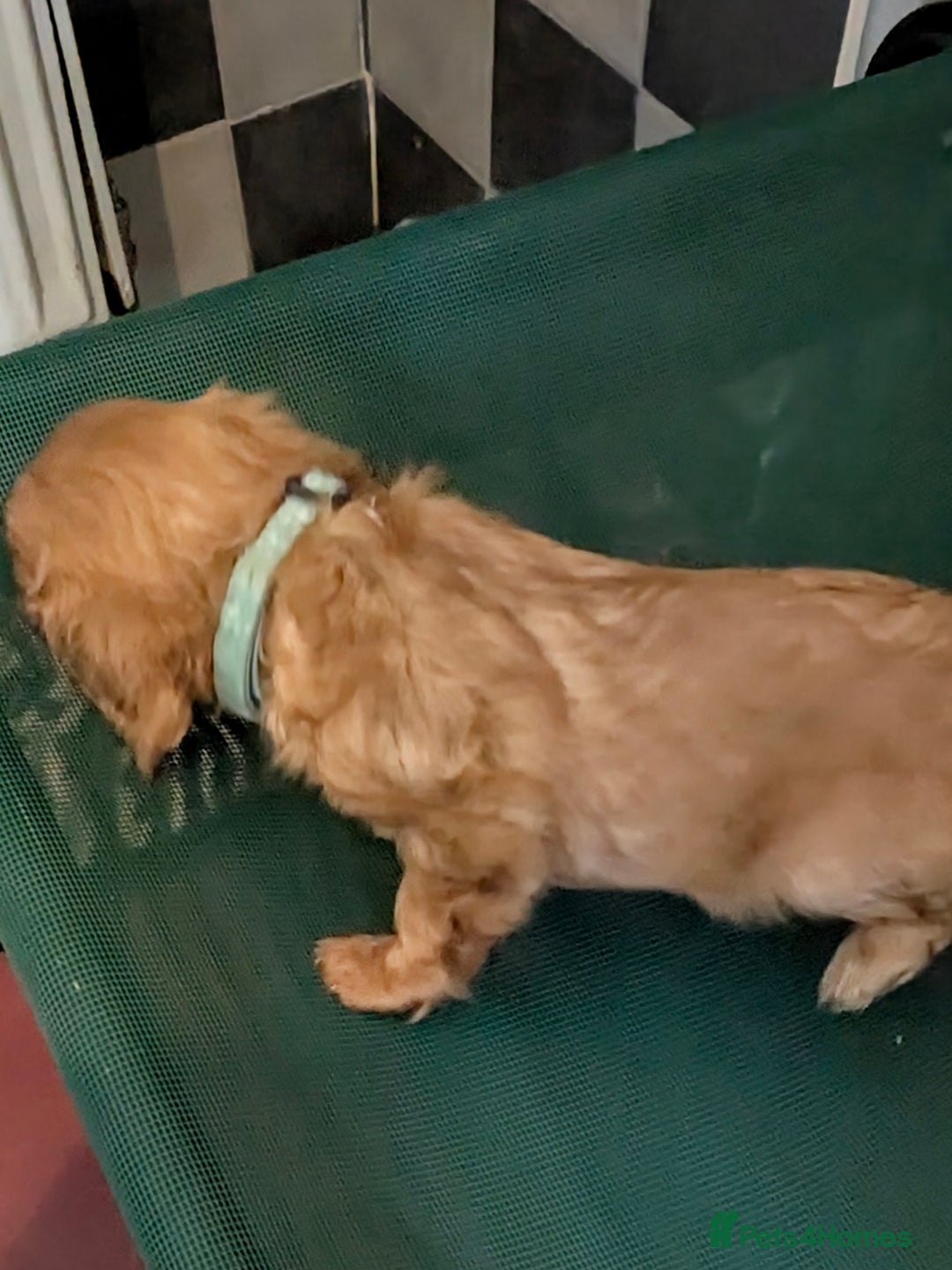Cavalier King Charles Spaniel dogs for sale: Stunning Deep Ruby Cavalier king Charles puppies  - Image 21
