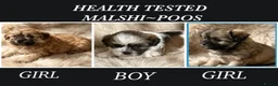 Shih Tzu dogs for sale: GORGEOUS MALSHI~POOS ~ SHIH TZU TYPE  - Advert 1