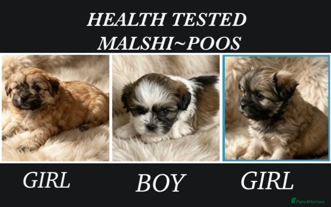 Shih Tzu dogs for sale: GORGEOUS MALSHI~POOS ~ SHIH TZU TYPE  - Advert 1