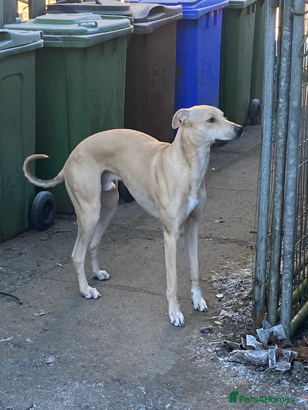 Mixed Breed dogs for sale: Collie lurcher greyhound mix - Advert 2