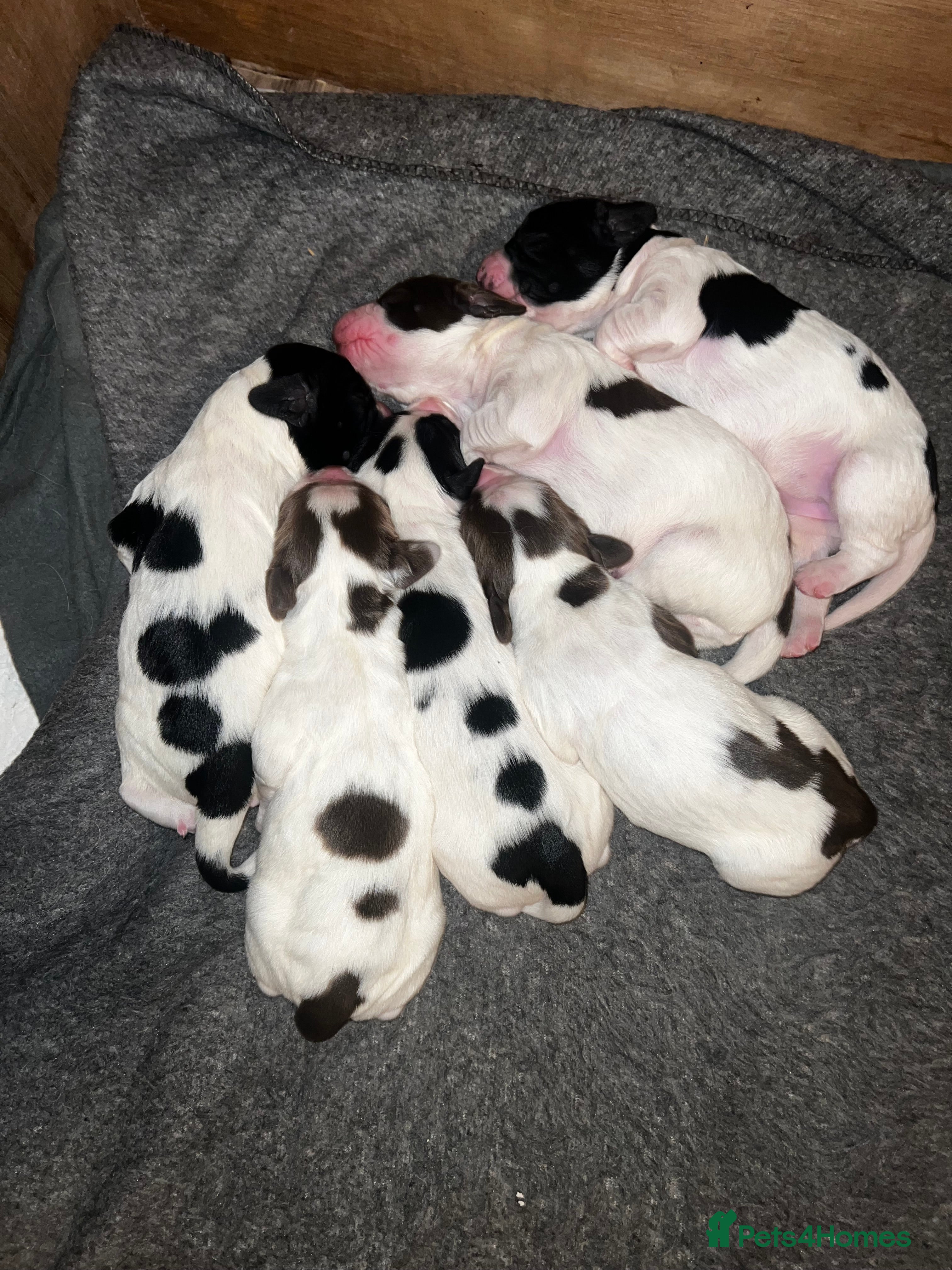 English Springer Spaniel dogs Beautiful KC English Springer Spaniels  - Advert 9