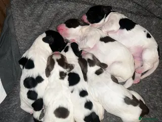 English Springer Spaniel dogs Beautiful KC English Springer Spaniels in Stoke-on-Trent - Advert 2