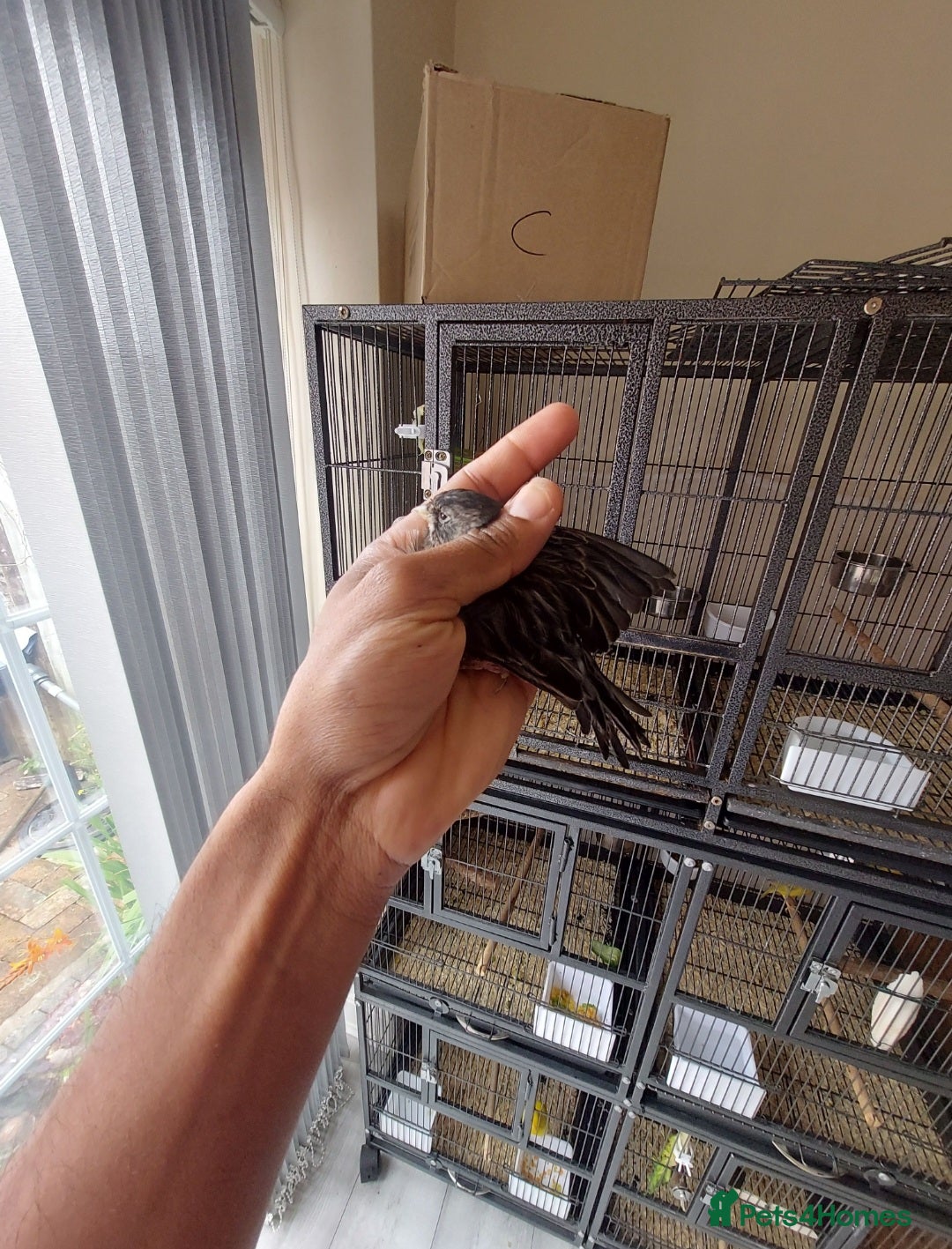 Canaries birds for sale:  canary available  in Birmingham - Image 2